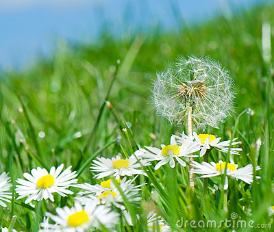 dandelion-daisy-flowers-6482473